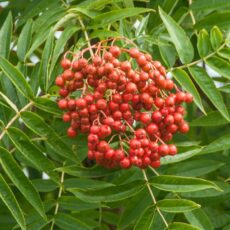 5038838034503 1 Sorbus Ull Olympic Flame 12l.jpg
